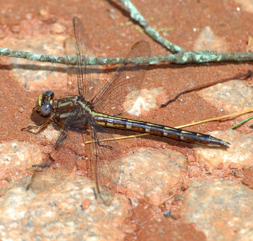 Female
2008_05_12_Rabun